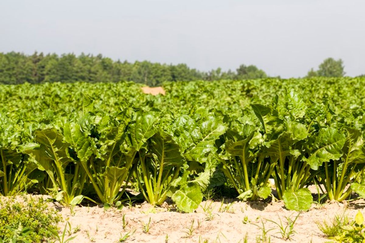 Cara Berkebun Tanaman Sayuran biit gula