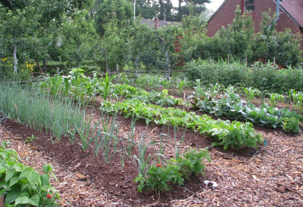 kebun sayur rumah