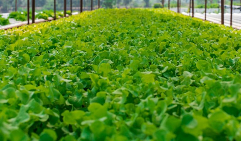 Cara Gampang Budidaya Sayuran | Portal Ekonomi