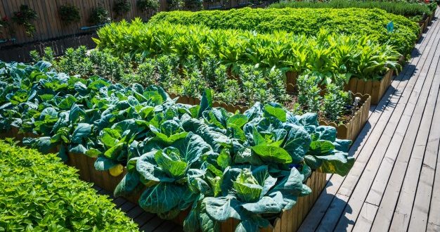 7 Cara Menanam Sayuran Organik di Rumah Bebas Kimia, Tinggal Panen Saja -  88 Bangunan