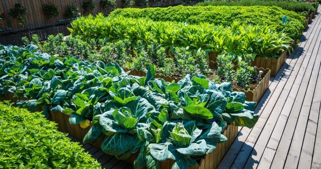 kebun sayur rumah