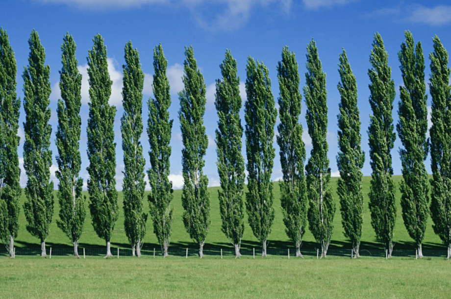 poplar