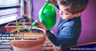 Cara Mudah Menanam Berbagai Bibit Tanaman Di Pekarangan Rumah