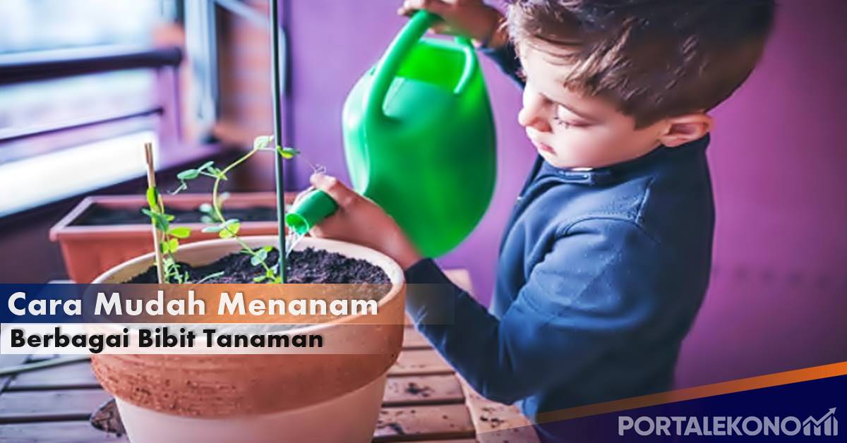 Cara Mudah Menanam Berbagai Bibit Tanaman Di Pekarangan Rumah