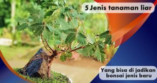 Ketahui, Ini 5 Jenis Tanaman Liar Yang Bisa Di Jadikan Bonsai Jenis Baru