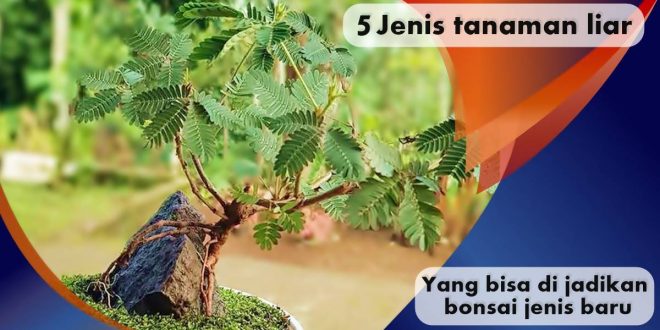 Ketahui, Ini 5 Jenis Tanaman Liar Yang Bisa Di Jadikan Bonsai Jenis Baru