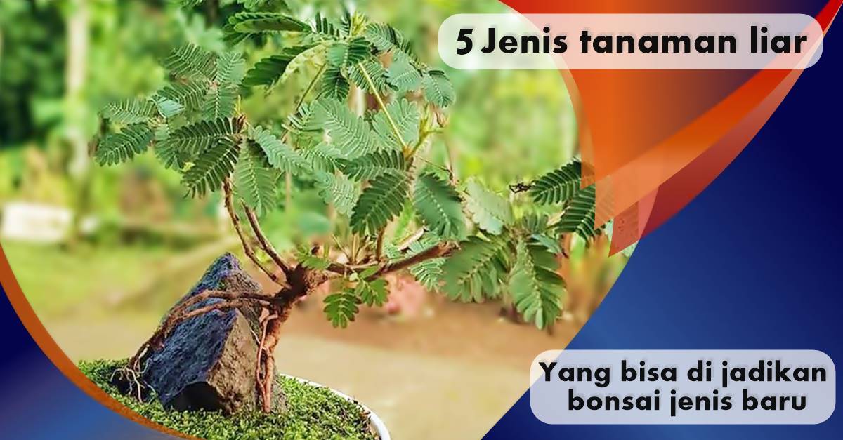 Ketahui, Ini 5 Jenis Tanaman Liar Yang Bisa Di Jadikan Bonsai Jenis Baru